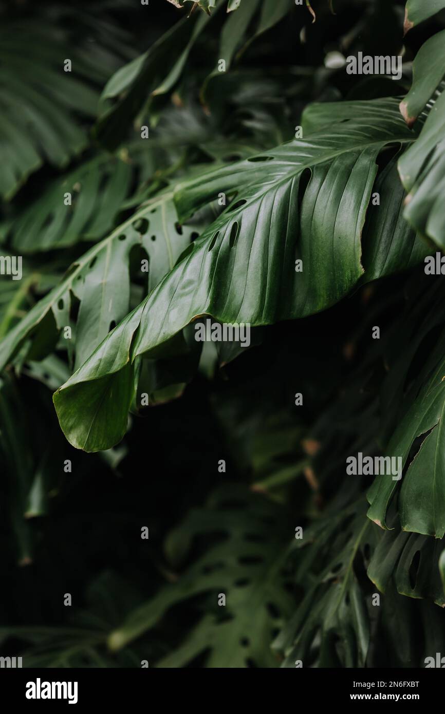 palm lascia sfondo, monstera bush, spazio per il testo. Foto di alta qualità Foto Stock