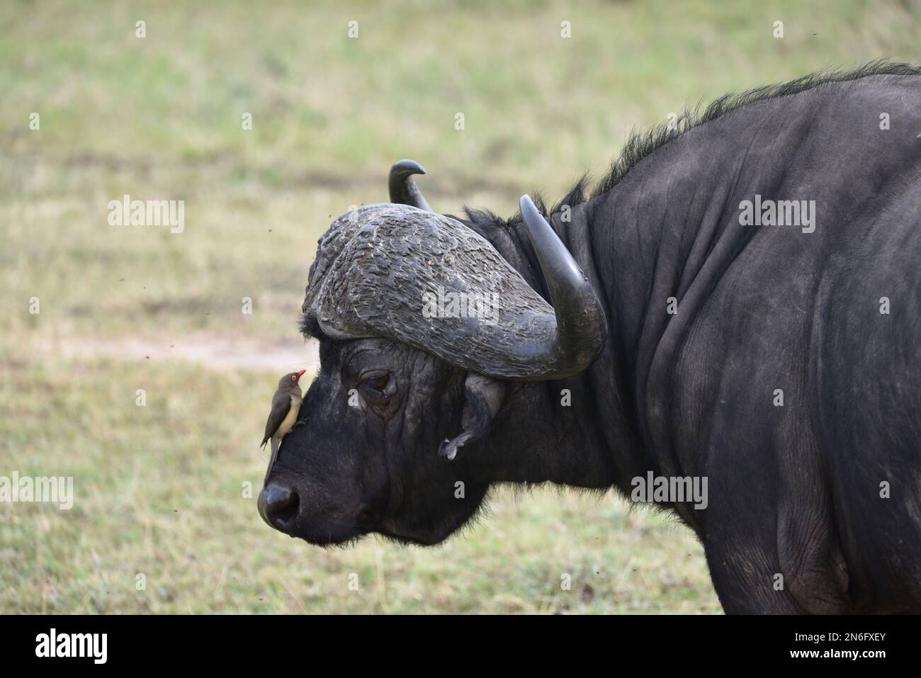 Buffi selvatici a Masai Mara con uccello sul naso, kenya Foto Stock