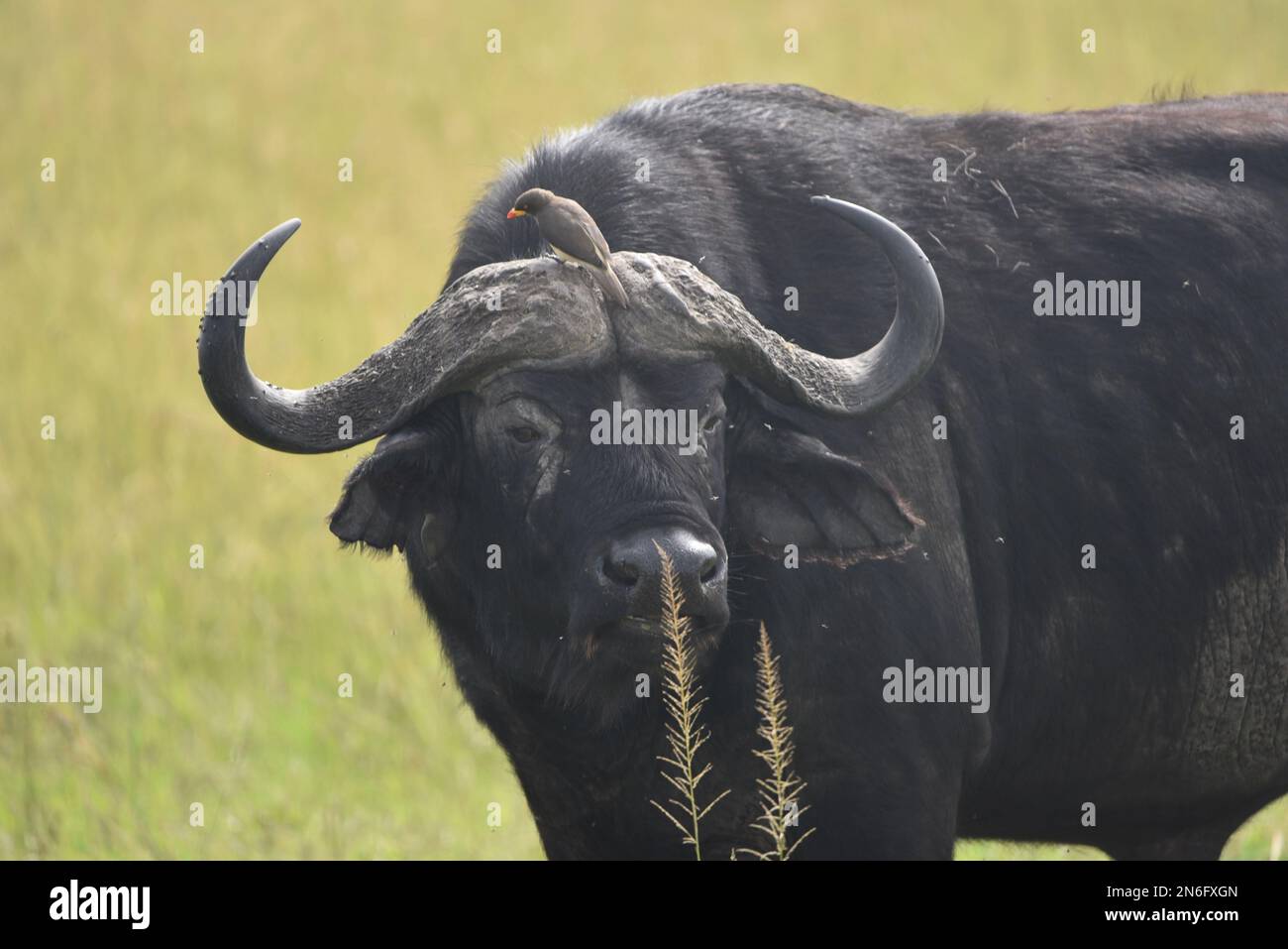 Buffi selvatici a Masai Mara con uccello sul naso, kenya Foto Stock