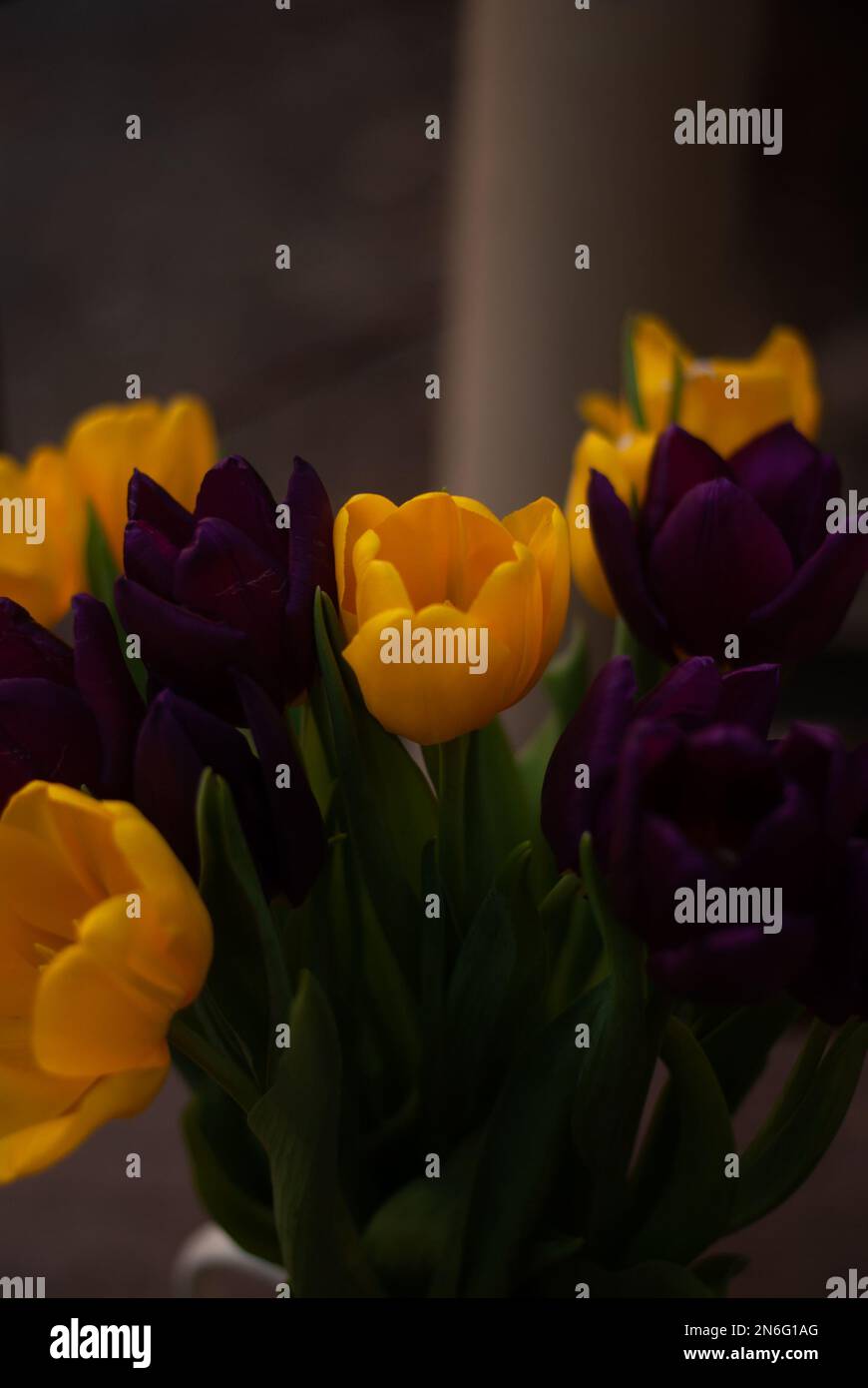 Bouquet di porpora e tulipani in giardino Foto Stock