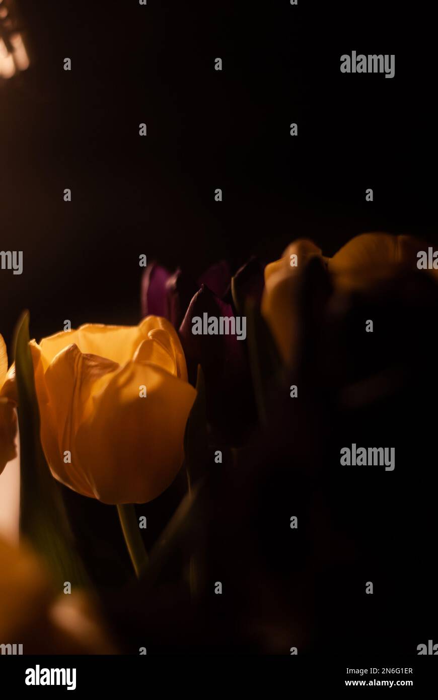 Vista su tulipani viola e gialli alla luce di una lampada in camera Foto Stock