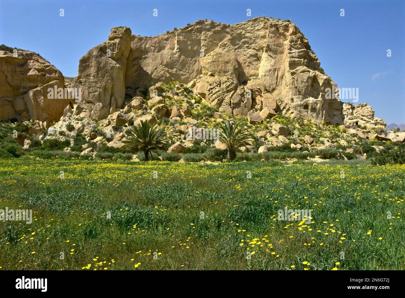 Palme su prato fiorito giallo di fronte alla parete rocciosa, primavera in Andalusia, Cuevas del Almanzora, Andalusia, Spagna Foto Stock