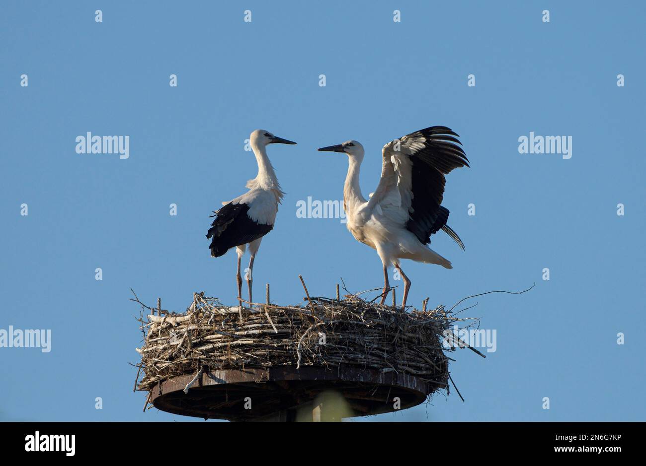 Cicogna bianca (Ciconia ciconia), giovani uccelli in nido, Bislicher Insel, basso Reno, Nord Reno-Westfalia, Germania Foto Stock