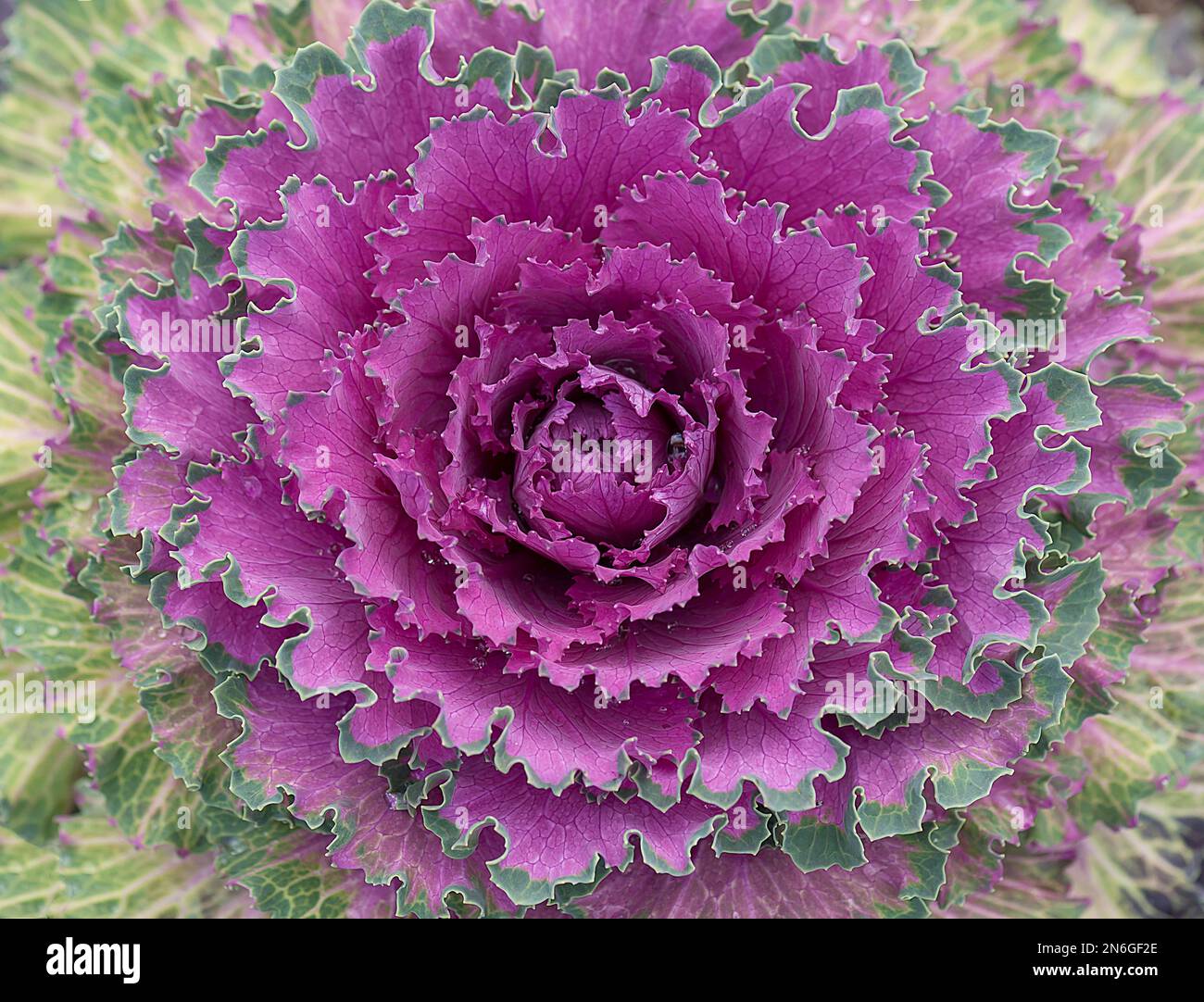 Cavolo vegetale (Brassica oleracea), Baviera, Germania Foto Stock