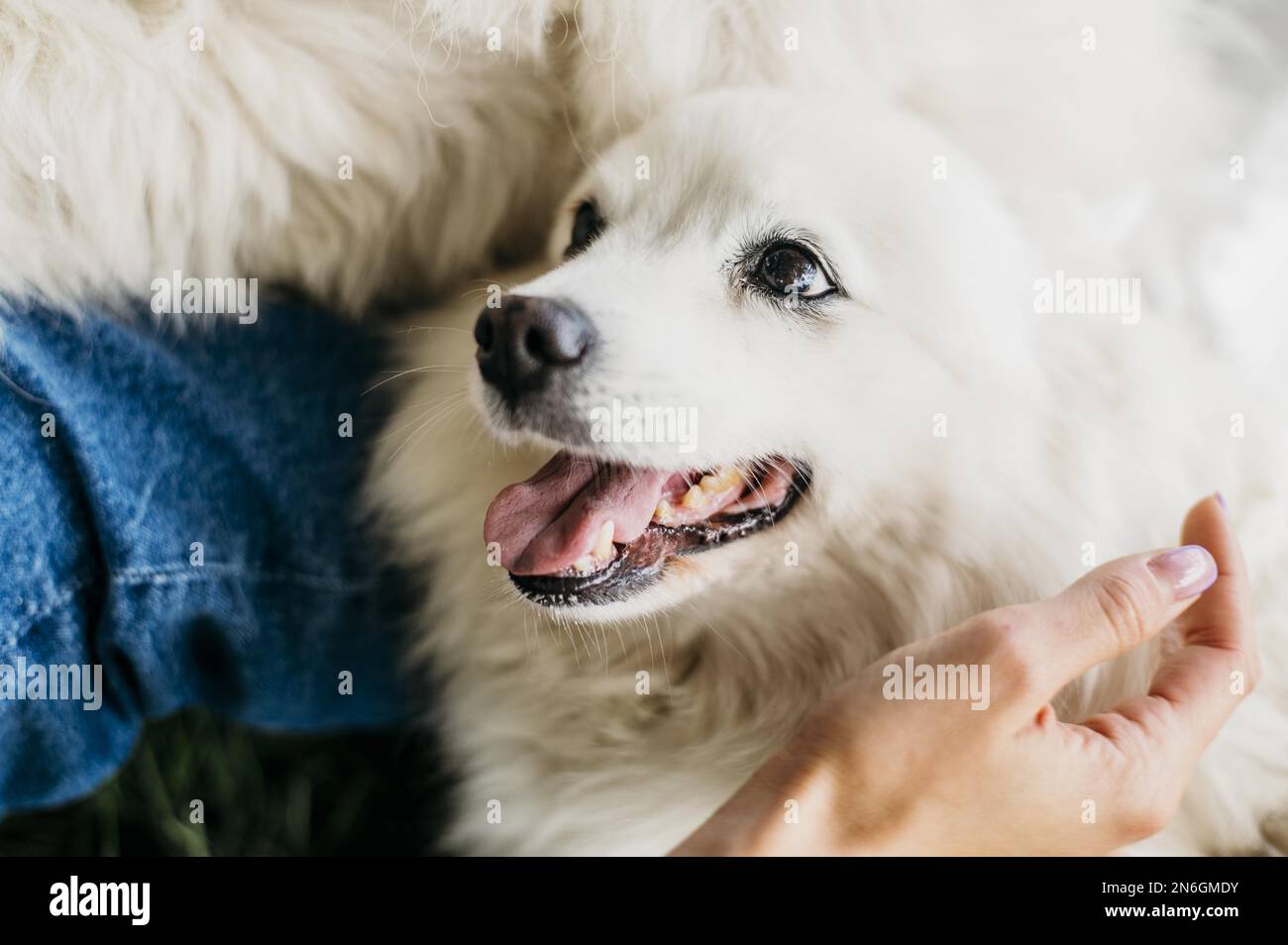 donna accarezzare un adorabile cane. Risoluzione e foto di alta qualità Foto Stock