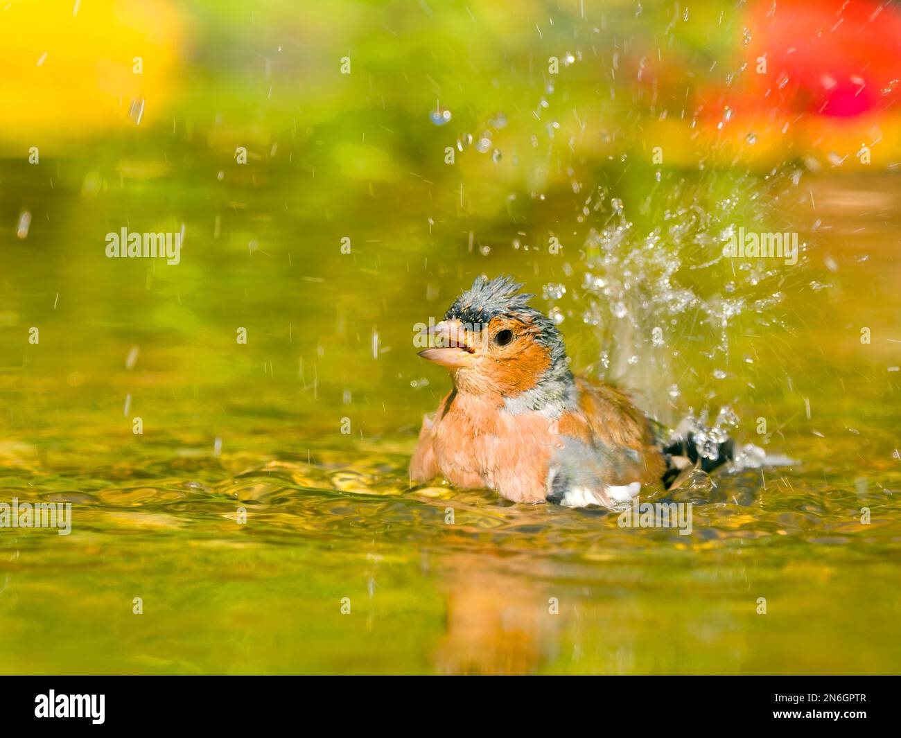 Comune chaffinch (Fringilla coelebs), bagno maschile in acque poco profonde, Assia, Germania Foto Stock
