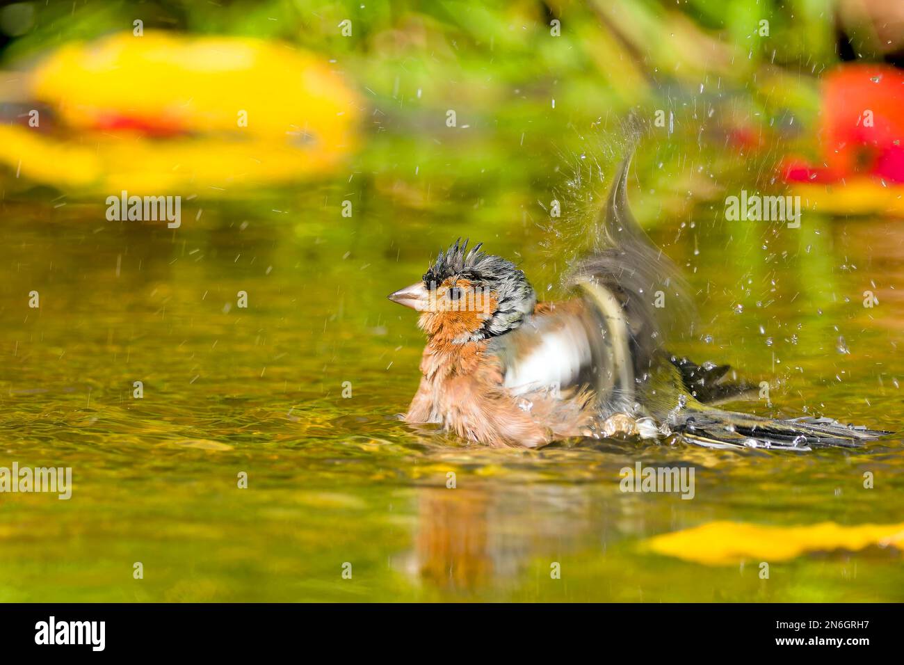 Comune chaffinch (Fringilla coelebs), bagno maschile in acque poco profonde, Assia, Germania Foto Stock