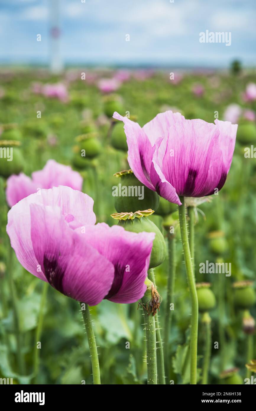 Primo piano dei fiori di papavero di oppio rosa, detti anche papaveri di semi di pane, verticale Foto Stock