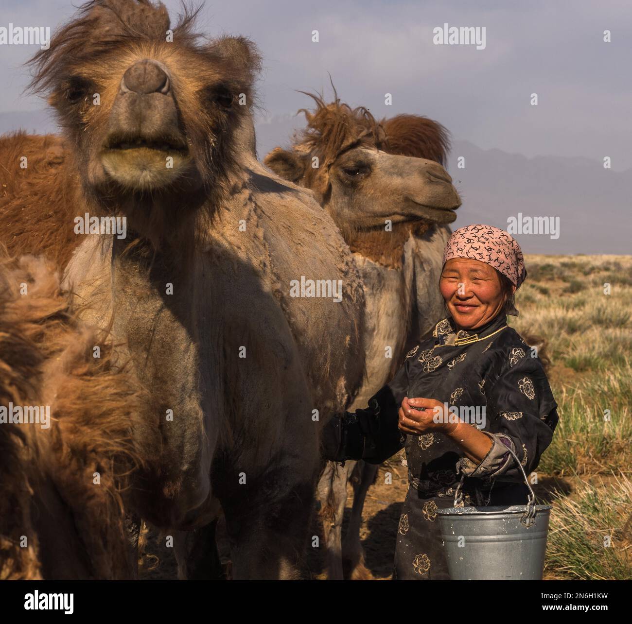 Felice pastore mungendo cammelli (Camelus) Bayanhongor Provincia, Mongolia Foto Stock
