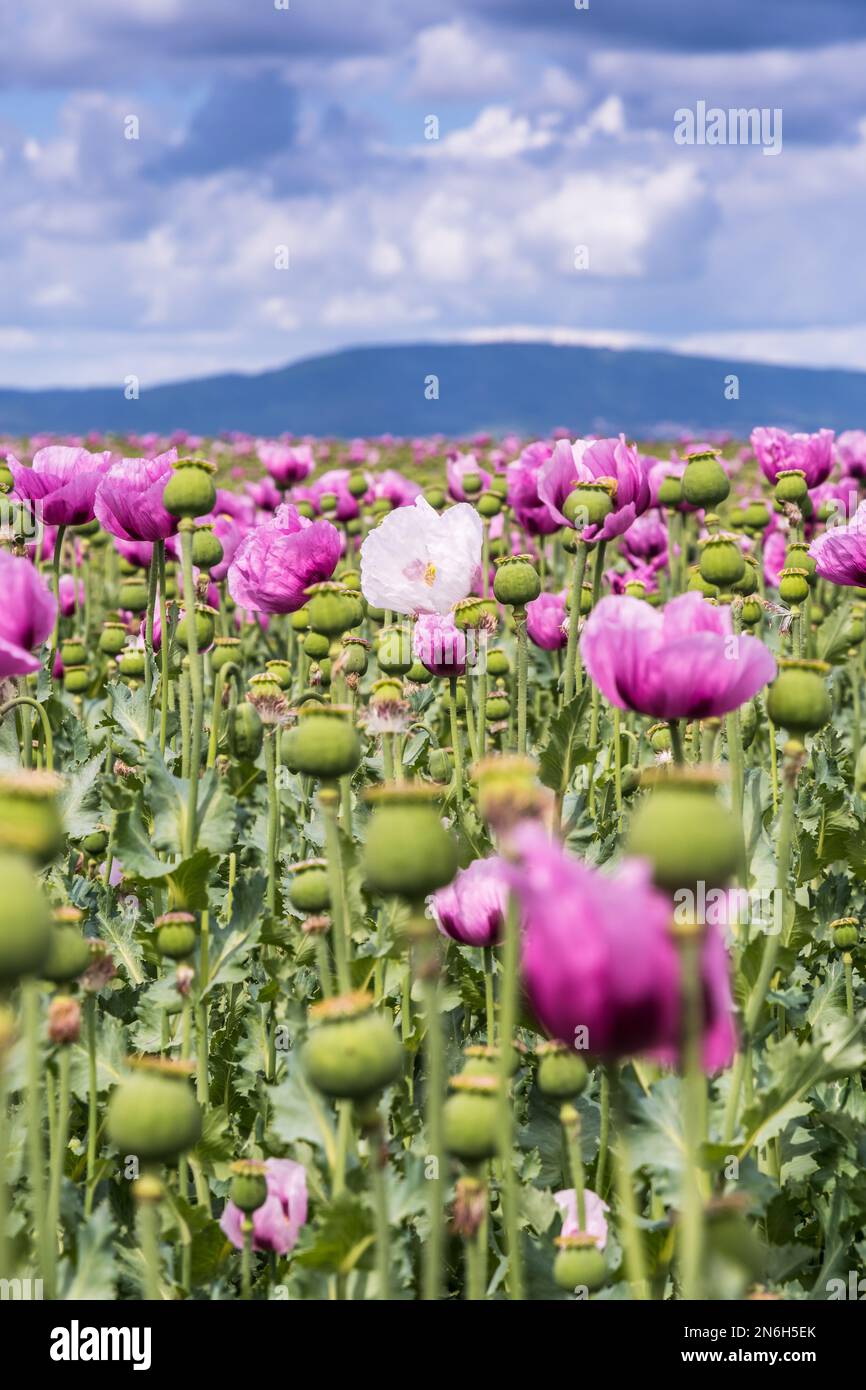 Campo di papavero di oppio rosa, chiamato anche papaveri di semi di pane, in un giorno di primavera nuvoloso. Concentrati sulla foto verticale a fiori bianchi Foto Stock