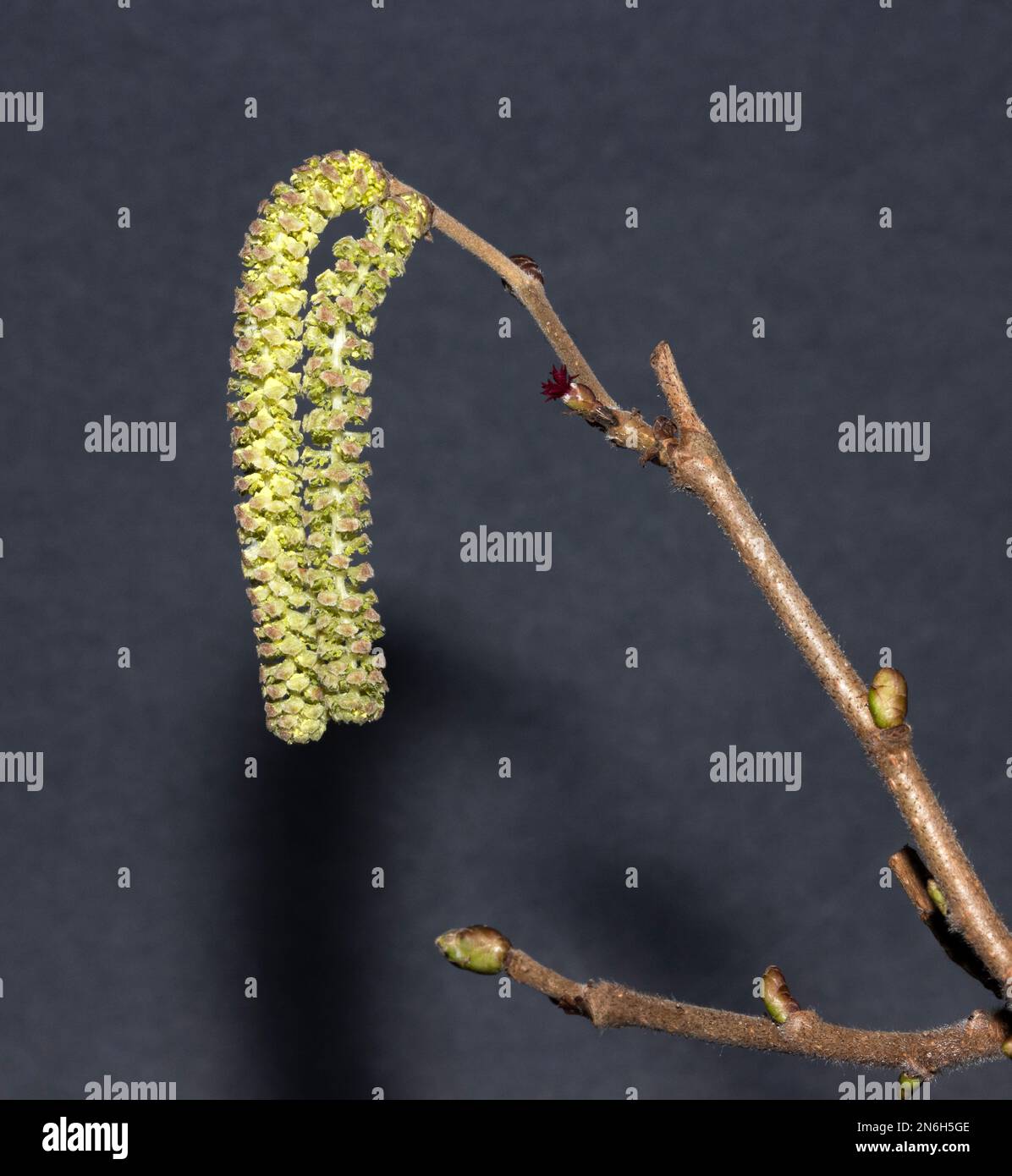 Il grande fiore maschio giallo dell'albero di Hazel nana i piccoli fiori femminili rossi. Il catkin maschio stende un gran numero di polline quando viene agitato dai venti. Foto Stock