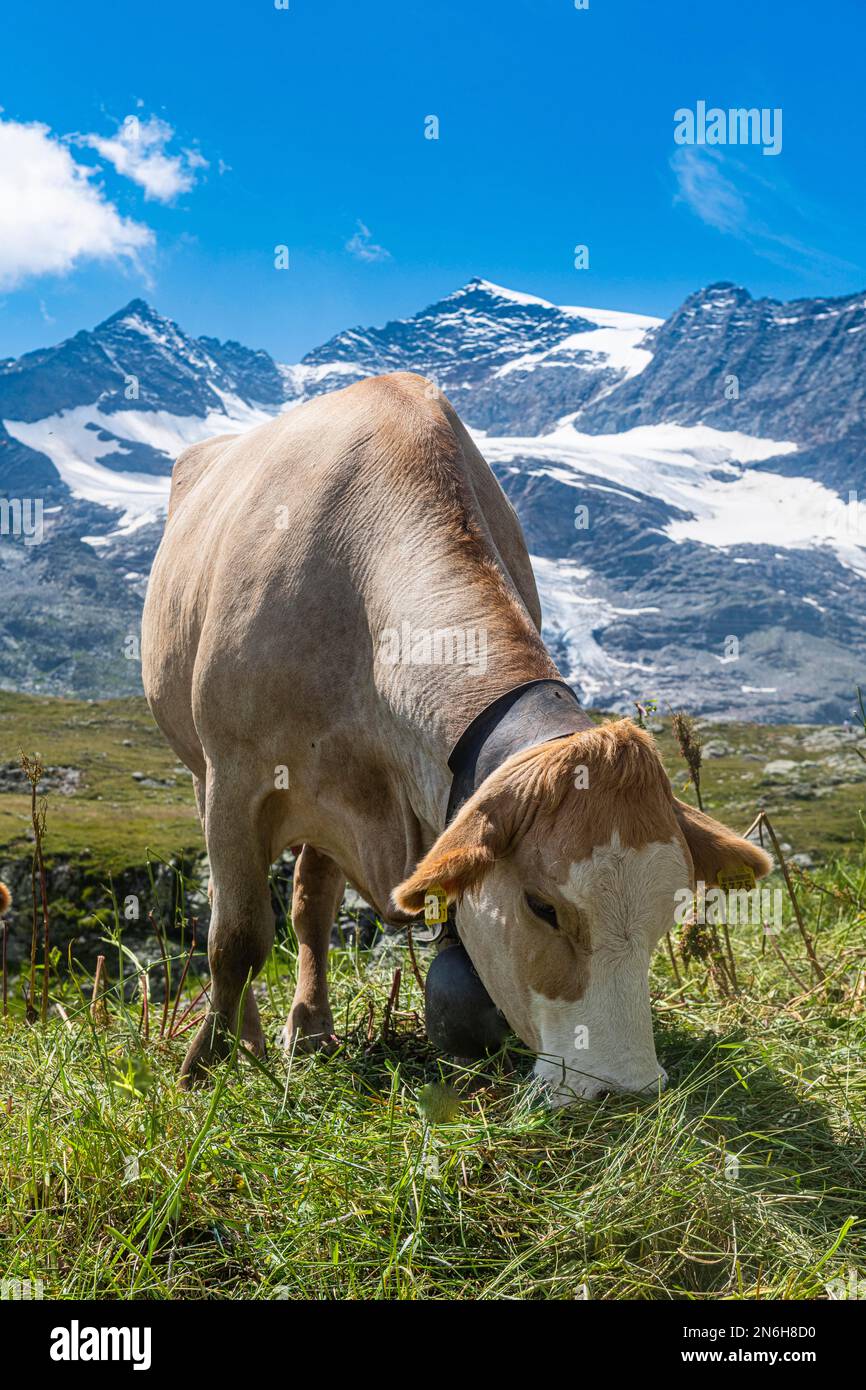 Mucca sui monti Bernina, San Moritz, Engadina, Svizzera Foto Stock