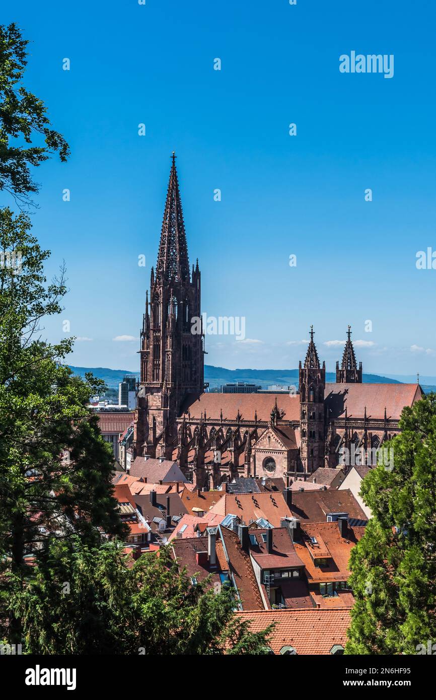 Vista sulla cattedrale di Friburgo in Breisgau (Freiburger Munster), Germania sud-occidentale. Verticale con spazio di copia. Foto Stock