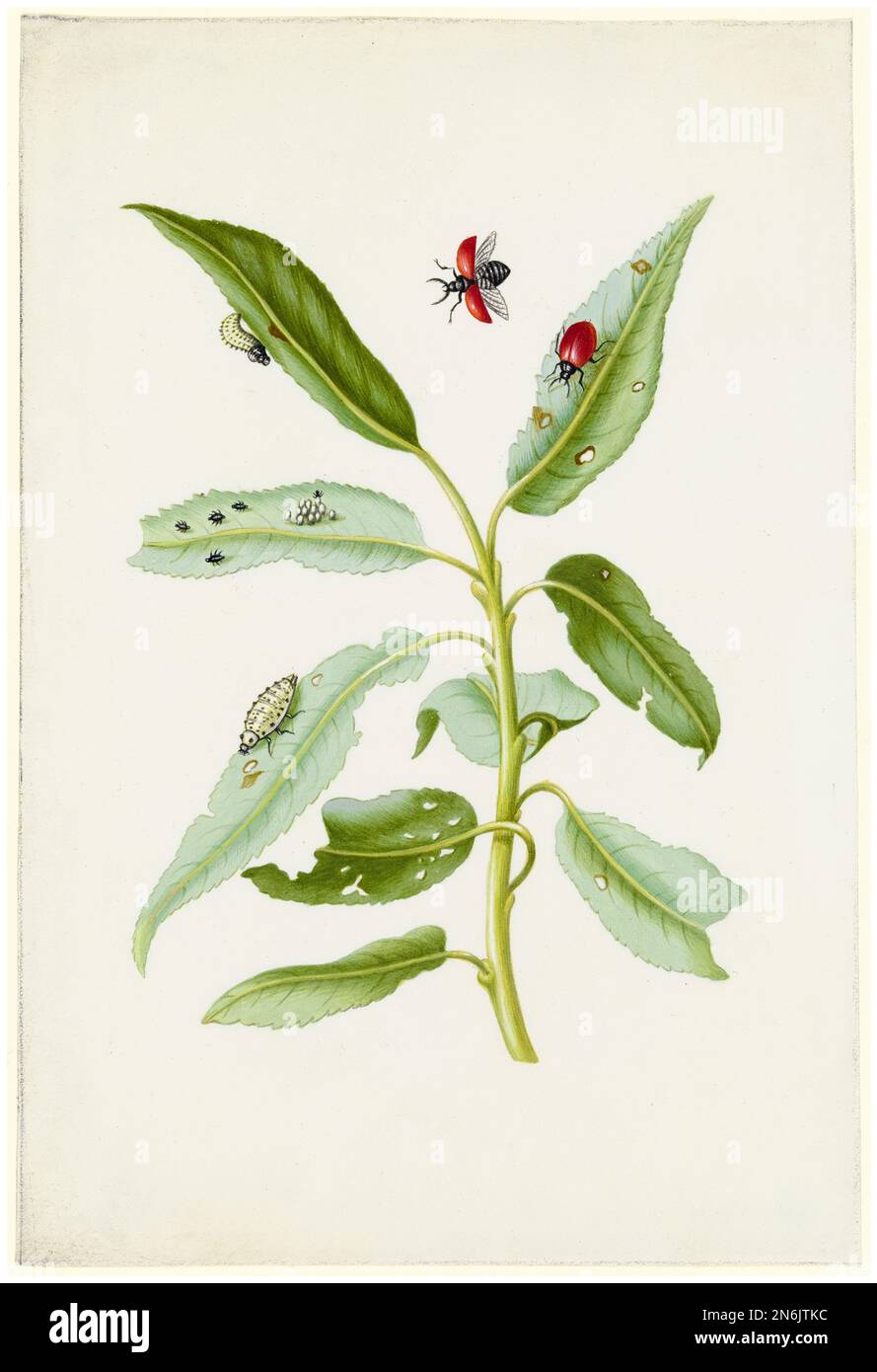 Maria Sibylla Merian Illustration, foglie di salice con coleottero in foglia di pioppo, uova e larve, acquerello e gouache sul vellum, dopo il 1679 Foto Stock