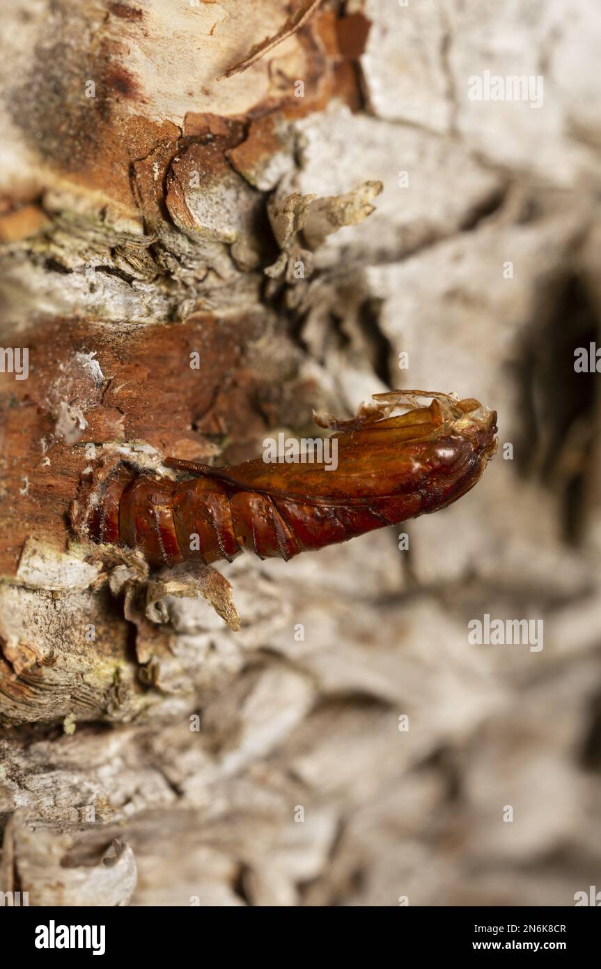 Pupa dalla falena fungina, la Boletella di Scardia che sporge dal legno di betulla. Questo insetto appartiene alla famiglia Tineidae. Foto Stock