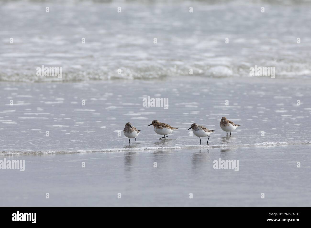 Sanderling, Prachtkleid, kleiner Trupp am Strand im Spülsaum, bei der Nahrungssuche, typisches Vor- und Zurückrennen vor auflaufenden Wellen, Calidris Foto Stock