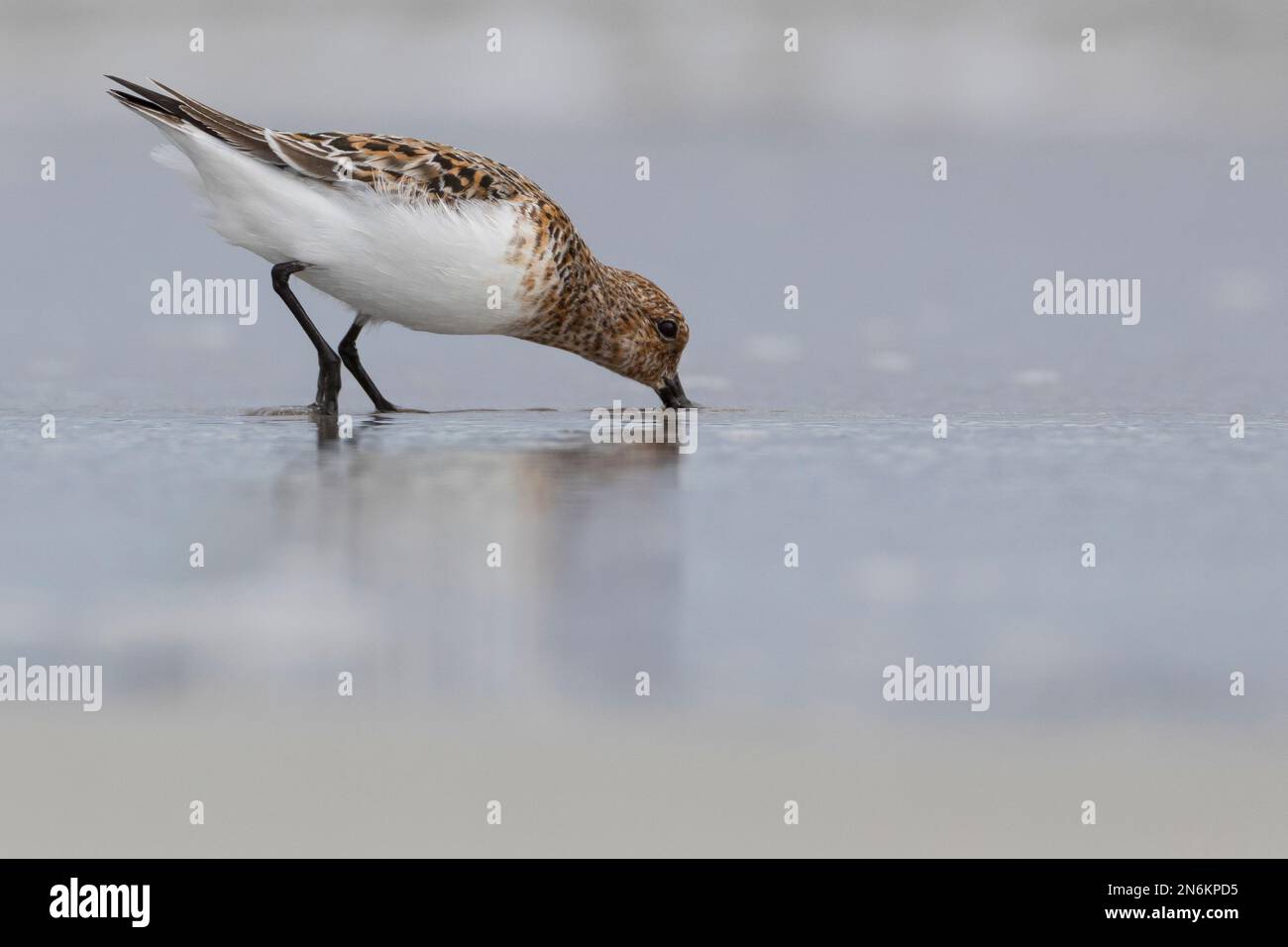 Sanderling, Prachtkleid, stochert bei der Nahrungssuche im Sand, Calidris alba, sanderling, le bécasseau sanderling Foto Stock