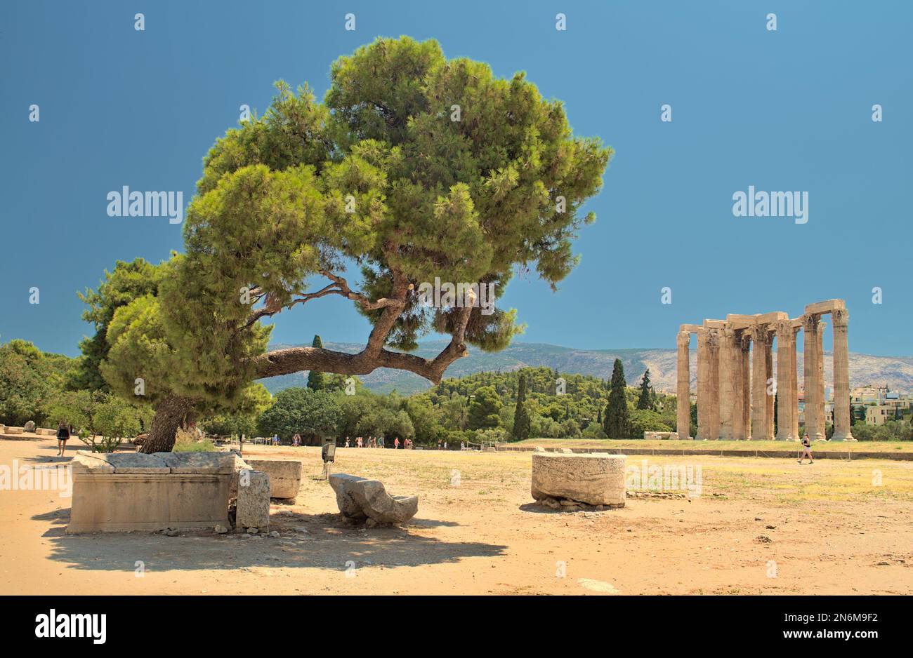 Albero di conifere e Tempio di Zeus Olimpio - Atene Foto Stock