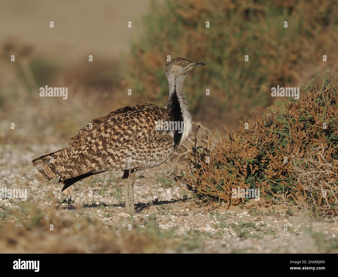 La bustarda di Houbara è una specie in pericolo, queste immagini sono state ottenute da un'auto su piste che il pubblico può guidare. Foto Stock