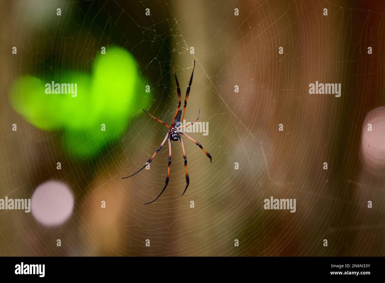 Spider di palma femminile o ragno d'oro a zampe rosse, Vallee de mai, Isola di Praslin, Seychelles Foto Stock