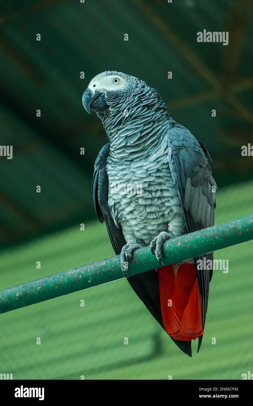 Posatoio Limaunghie 90 X 5 Cm In Pietra Per Pappagallo ARA - Foto 7