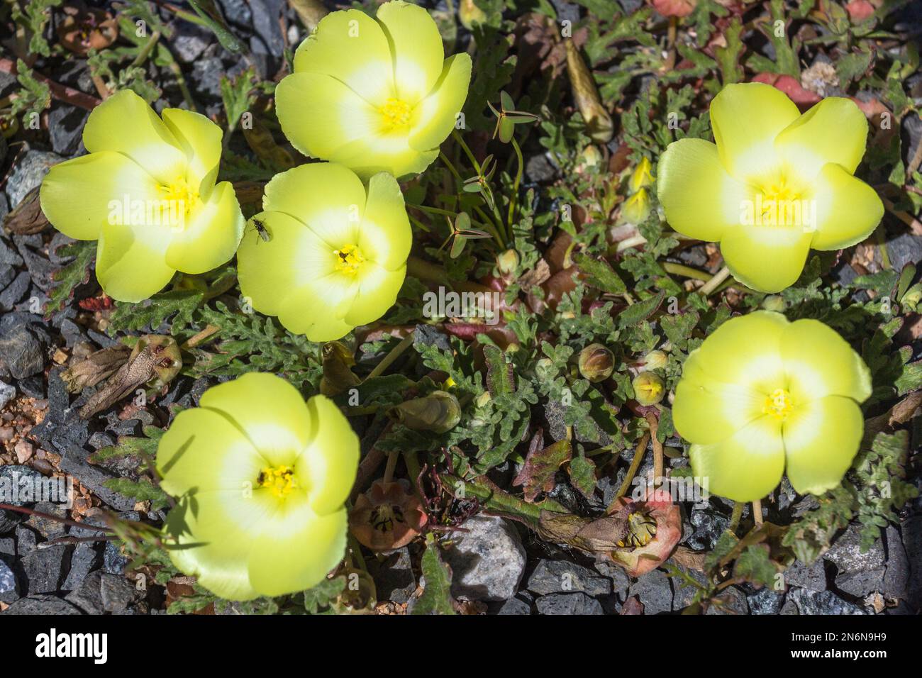 Carta Snotblom (Grielum humifusum) giallo piccolo fiore primavera grumo o gruppo di fiori selvatici in Capo Occidentale, Sud Africa Foto Stock