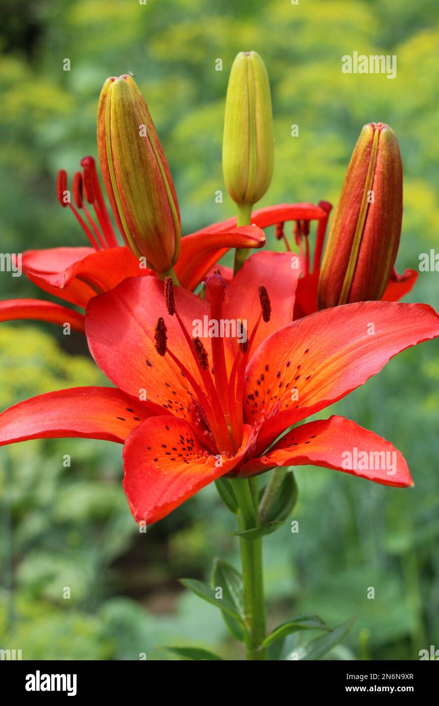 Bel giglio tigre rosso nel giardino estivo 13.02.2023 Bialystok Polonia. Natura e fiori gigli tigre e nei toni del rosso. Foto Stock