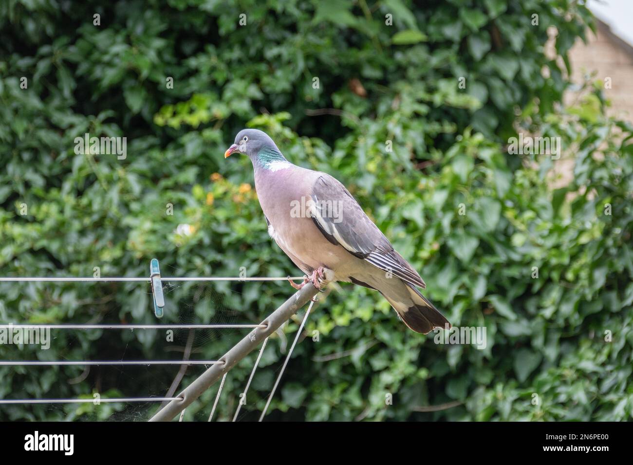 Un piccione di legno comune, Columba palumbus, arroccato su una linea di lavaggio rotante con uno sfondo di verde scuro fuori fuoco foglie Foto Stock