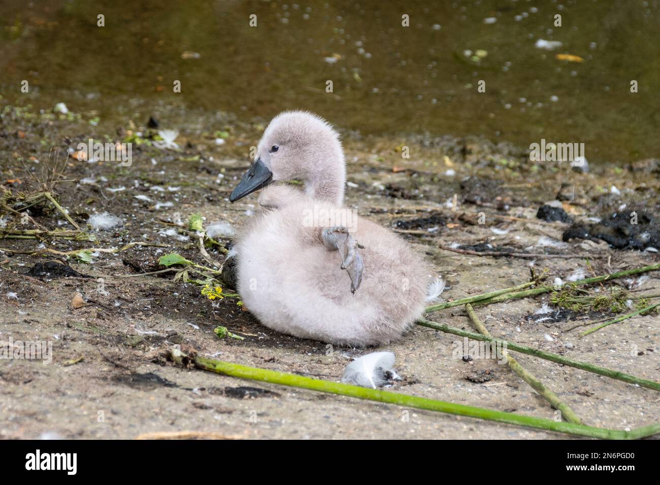 Un giovane cigno muto cygnet, Cygnus olor, che riposa appena sopra il bordo delle acque e allunga la sua gamba fuori dietro di esso Foto Stock