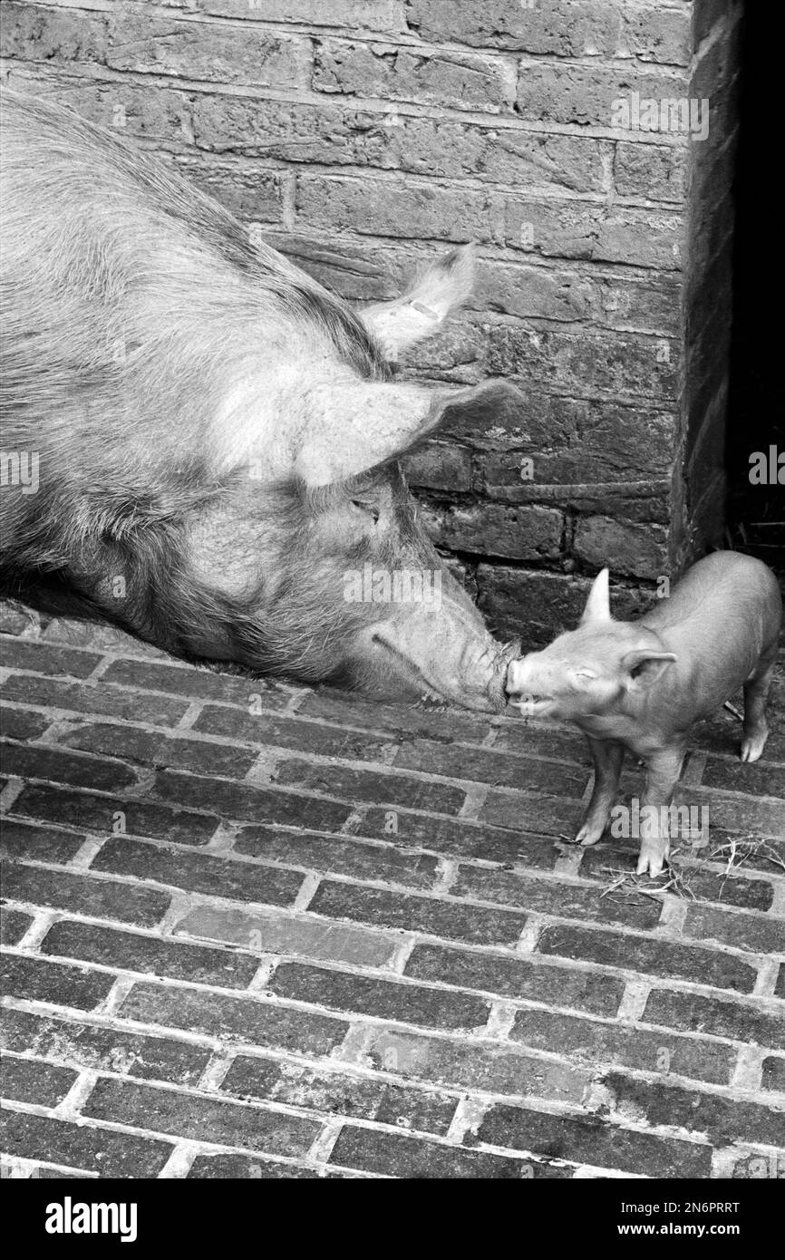 Il maiale e il maialino di Tamworth si salutano l'un l'altro Foto Stock