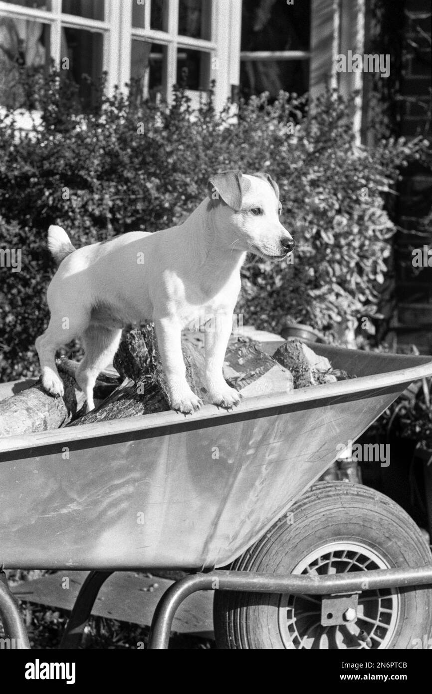 Jack Russell Terrier in piedi sulla carriola da giardino Foto Stock