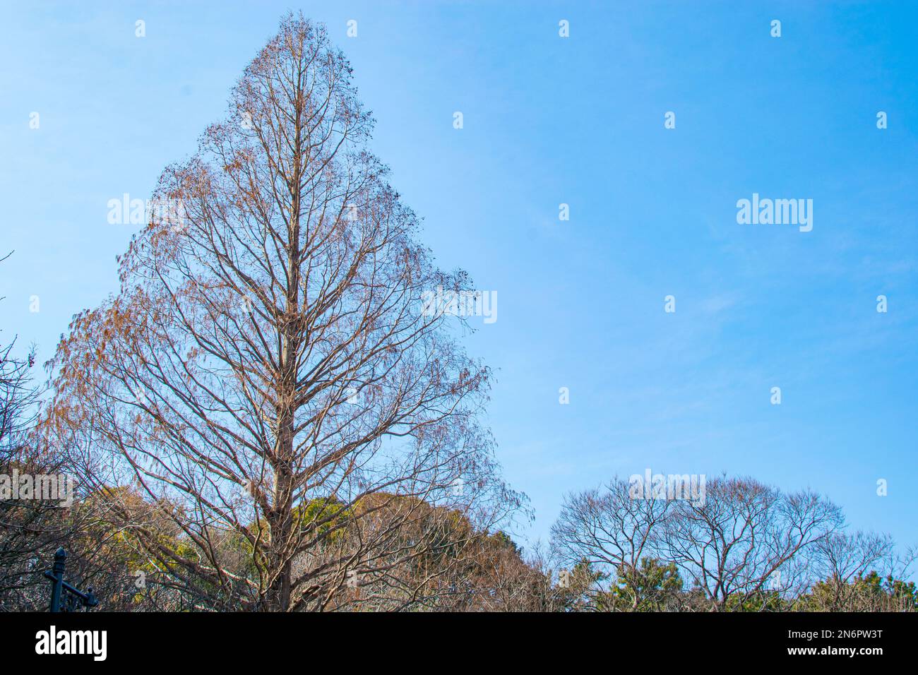 Piante di mais con foglie bruciate che crescono contro il cielo azzurro nuvoloso dopo la spruzzatura di erbicidi il giorno d'estate in campo agricolo Foto Stock