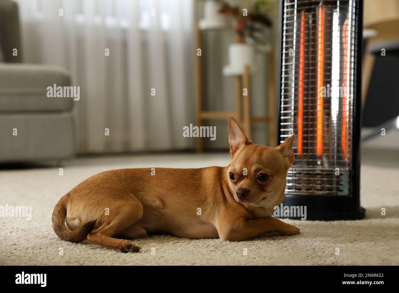 Chihuahua vicino moderno riscaldatore elettrico alogeno a casa Foto Stock