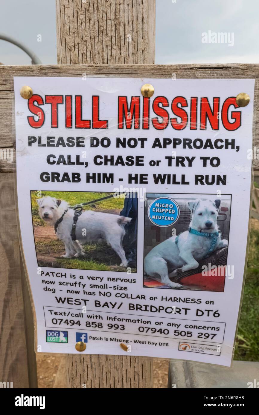 Inghilterra, Dorset, Bridport, Lost Dog Sign Foto Stock