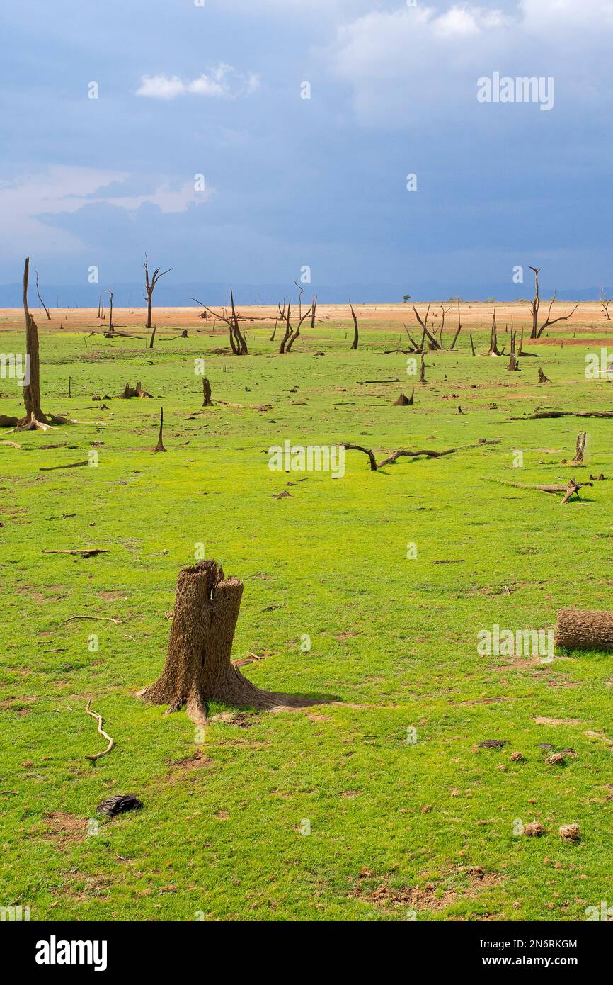 Paesaggio di Waterland, alberi annegati asciutti, Parco Nazionale di Udawalawe, Sri Lanka, Asia Foto Stock