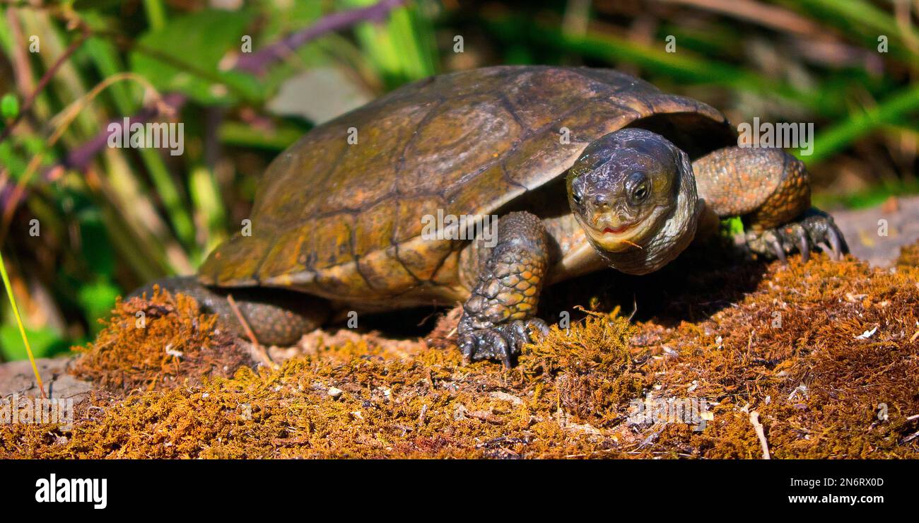 Tartaruga dello stagno mediterraneo, caspica leprosa di Mauremys, leprosa di Mauremys, fiume Tajo, Parco Nazionale di Monfragüe, SPA, ZEPA, Riserva Biosfera, Cáceres Prov Foto Stock