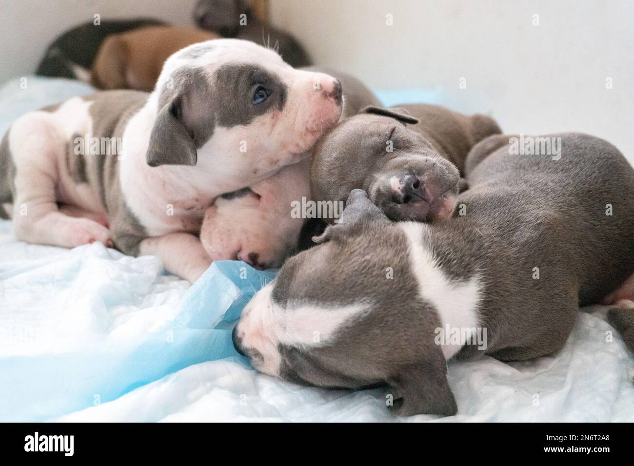 Cuccioli dormienti uno sopra l'altro Foto Stock