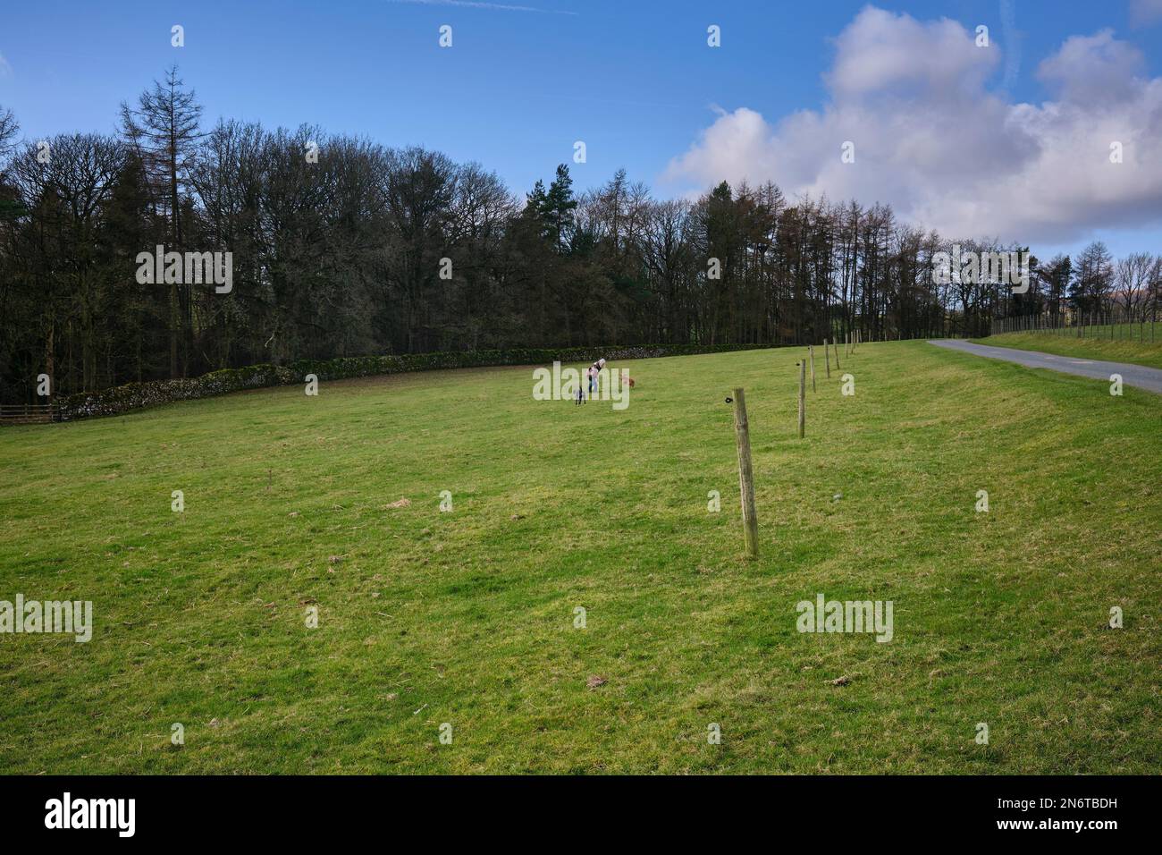 Donna adulta esercita tre cani in paesaggio Dales a Halton est. North Yorkshire Foto Stock