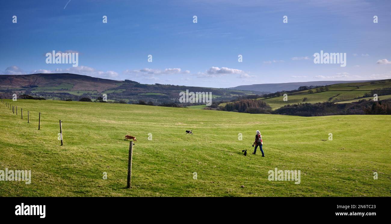 Donna adulta esercita tre cani in paesaggio Dales a Halton est. North Yorkshire Foto Stock