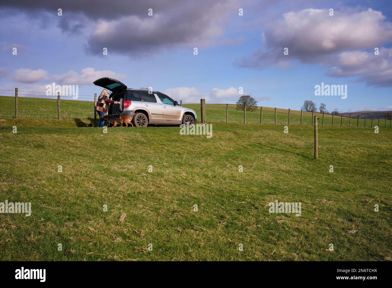 I cani vengono caricati sul retro di uno Skoda Yeti a Halton East, North Yorkshire Foto Stock