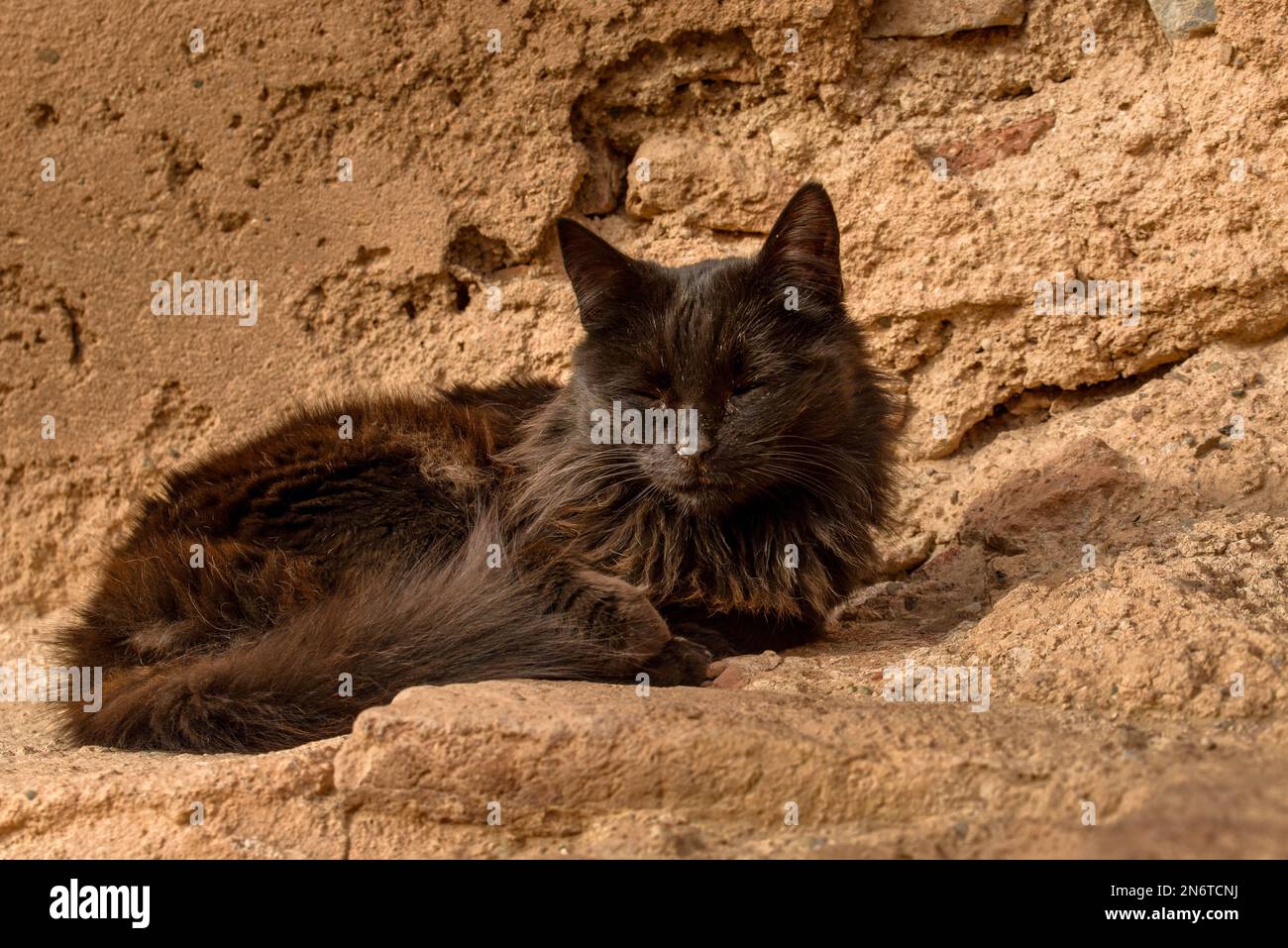 Un gatto nero pappa pigriamente al caldo sole, circondato dalla vibrante energia di Marrakech, Marocco. Il contrasto tra la pelliccia elegante e il vivace ci Foto Stock
