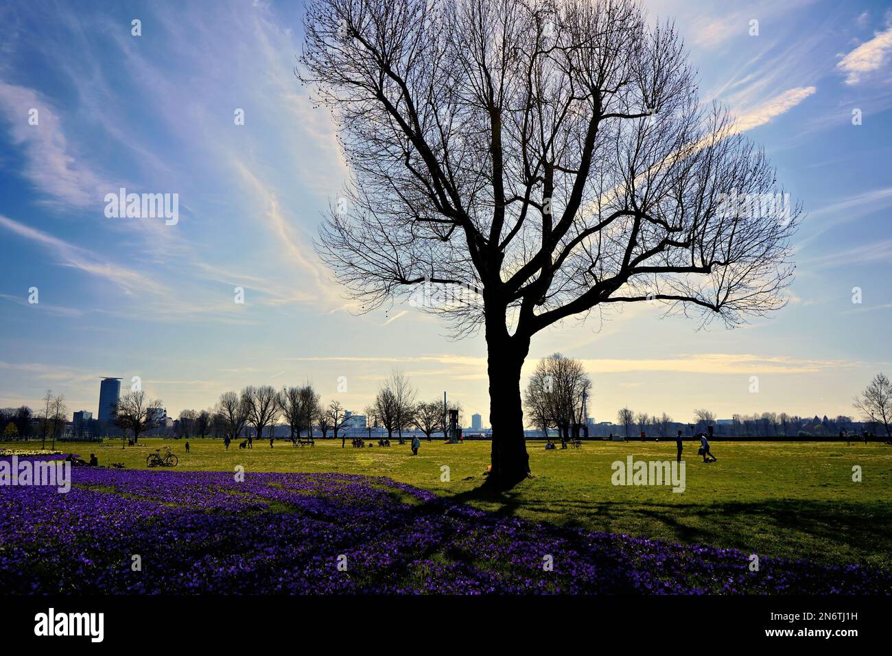 Paesaggio primaverile con fiori di cocco viola a Rheinpark nel quartiere di Golzheim vicino al fiume Reno a Düsseldorf, Germania. Foto Stock
