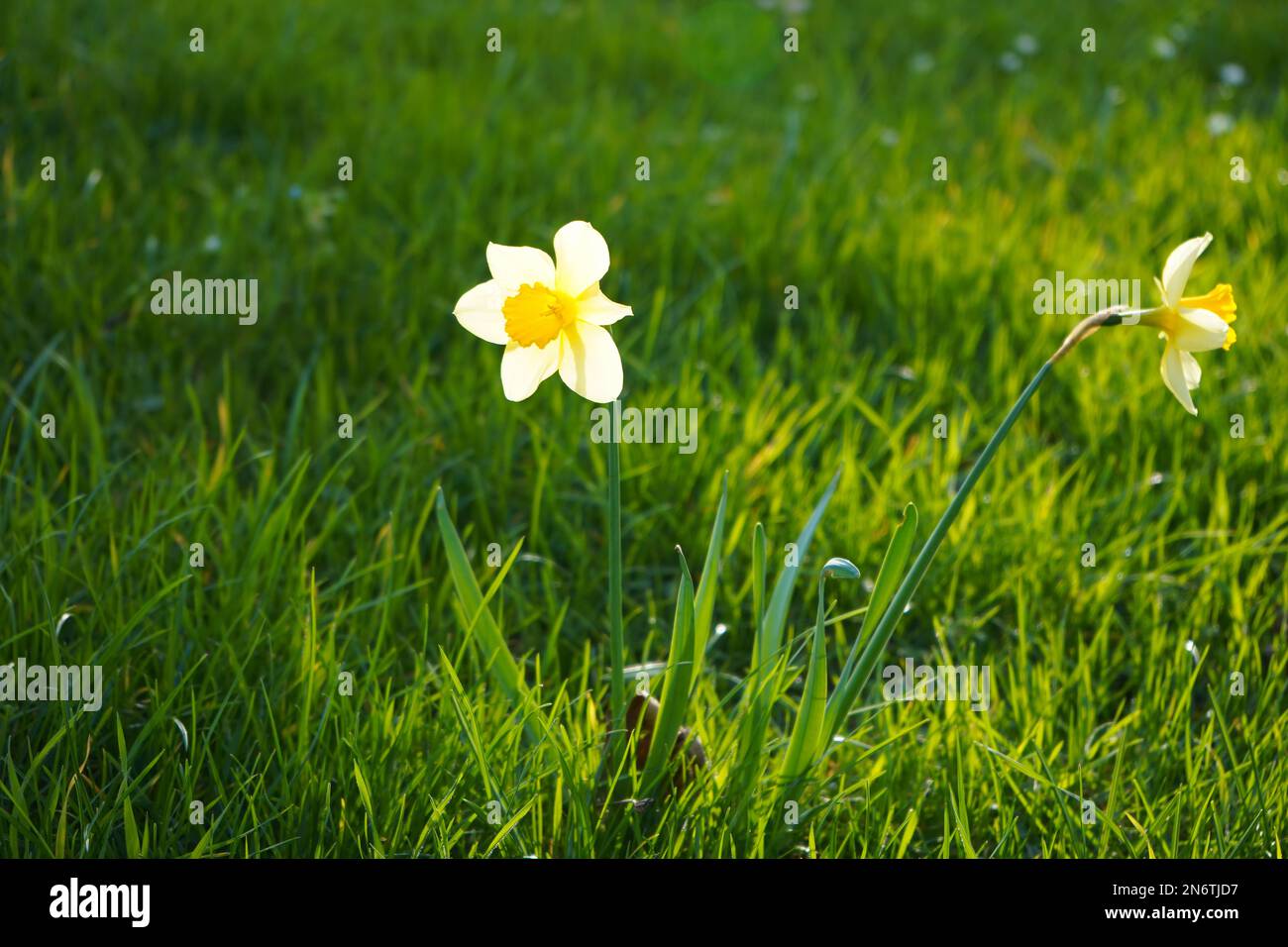 Prato verde con daffodil in una soleggiata giornata primaverile. Foto Stock