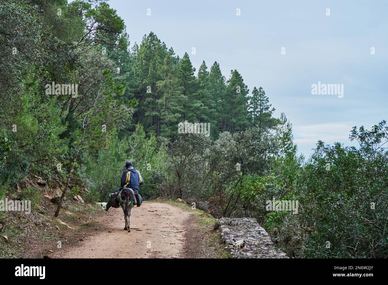 Un uomo in sella a un asino in una foresta marocchina Foto Stock