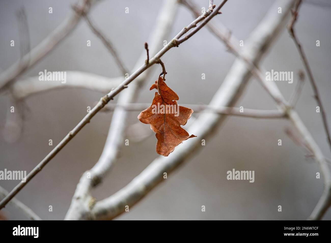 Una foglia di quercia marrone solitaria pende su un ramo contro uno sfondo grigio tenui Foto Stock