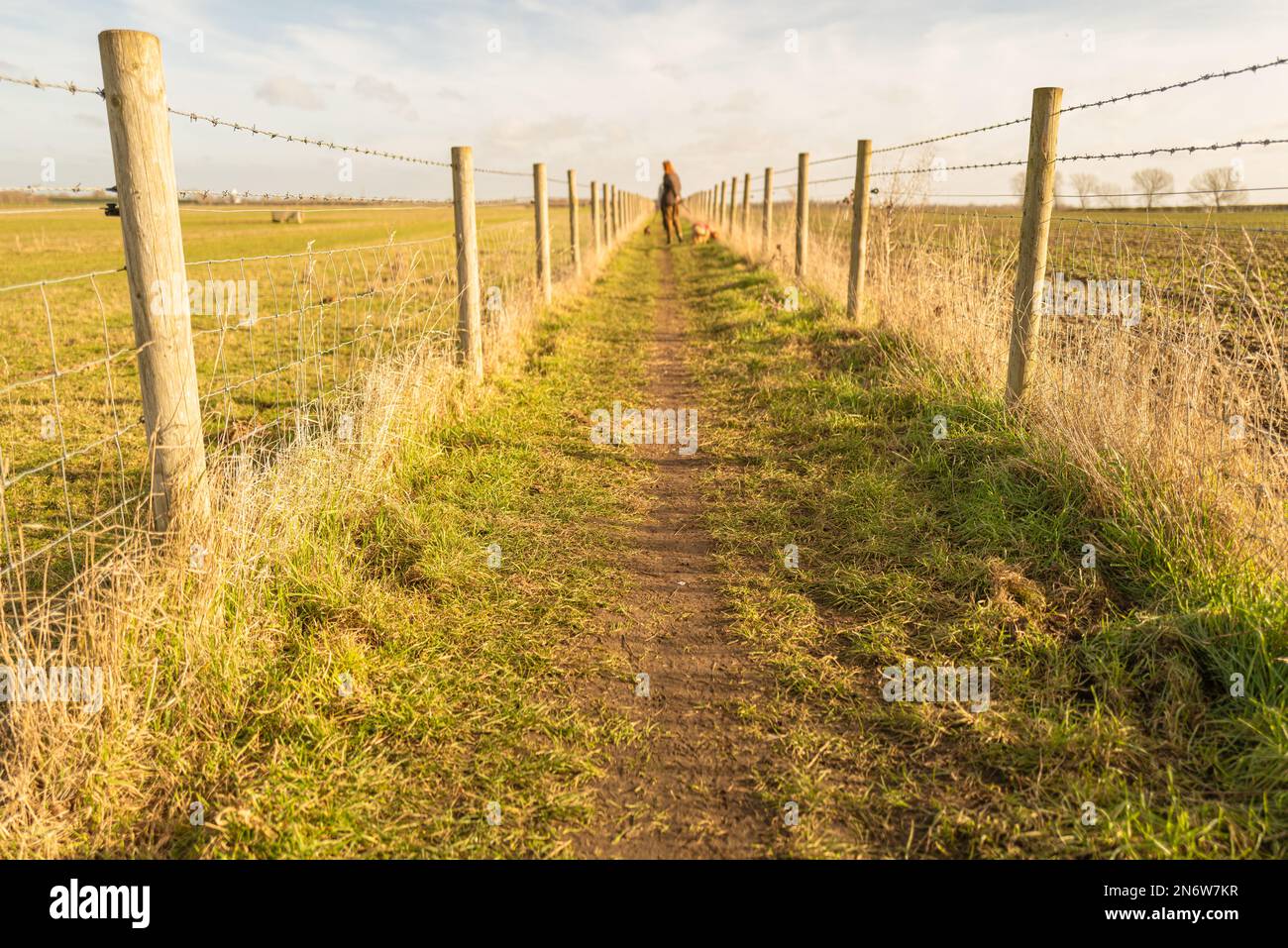Fuoco poco profondo di un cane a piedi e sentiero generale visto tra due prati fattoria. La gente può essere vista nella distanza dei cani camminanti. Foto Stock