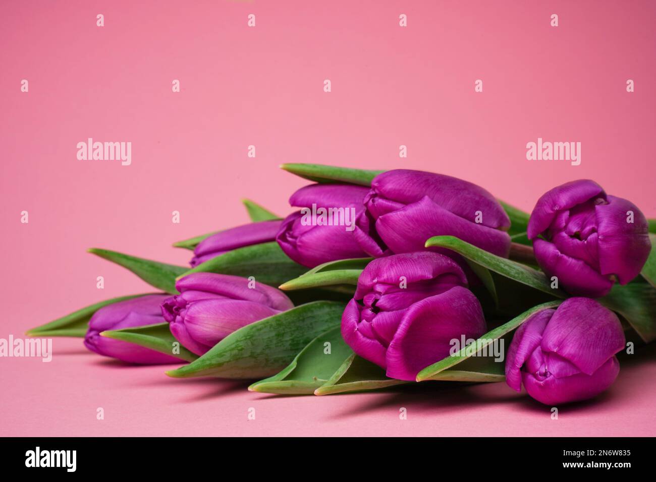 Primo piano tulipani viola su sfondo rosa. Messa a fuoco selettiva. Viva magenta. Cartolina, congratulazioni, vacanze primaverili, festa. Foto Stock