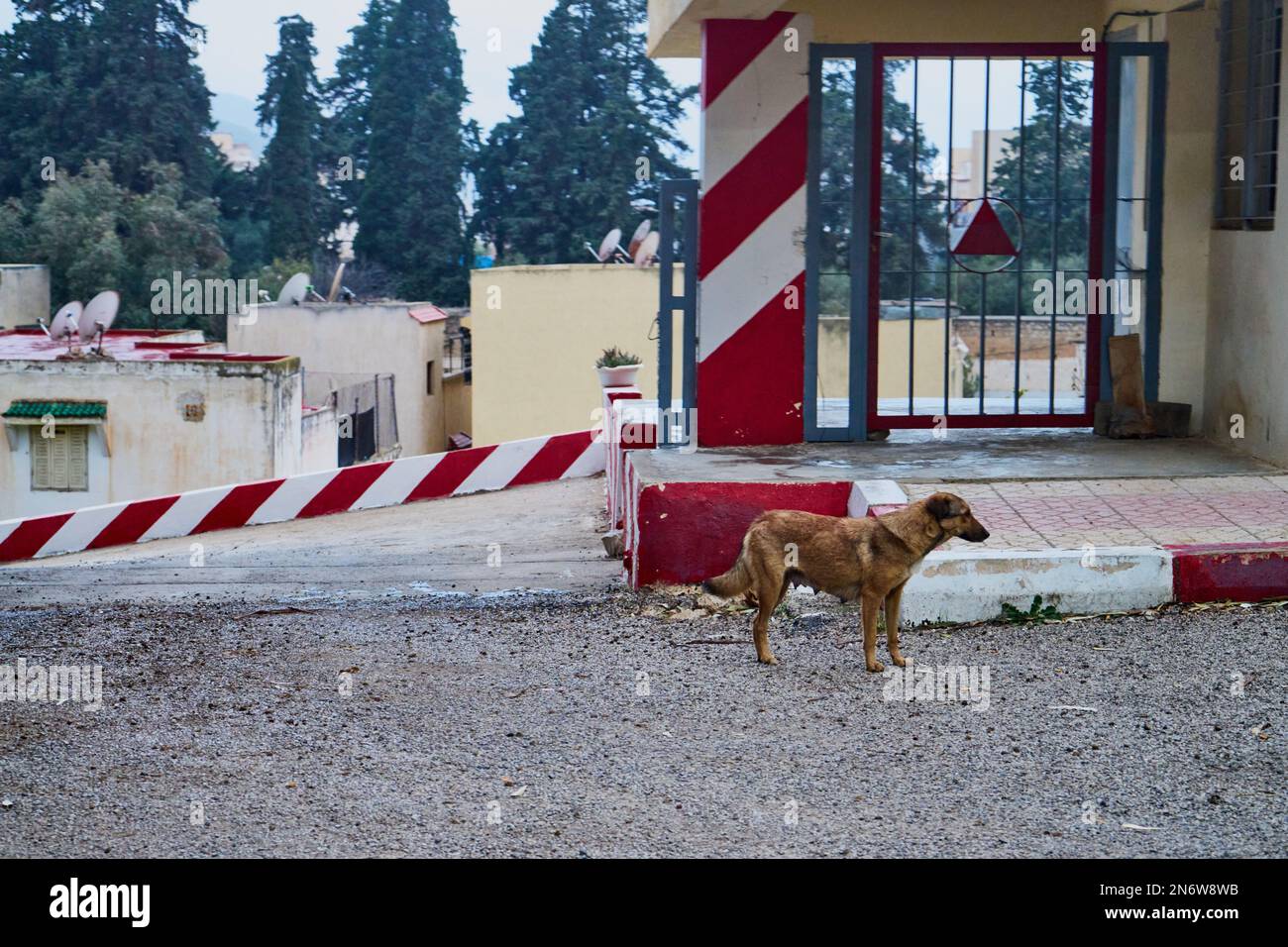 Un cane senza casa in una strada marocchina Foto Stock