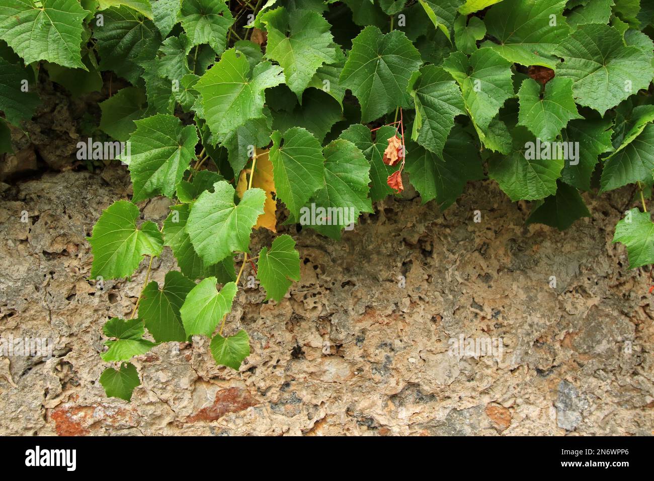 Foglie di uva sull'isola di Hvar, Croazia Foto Stock