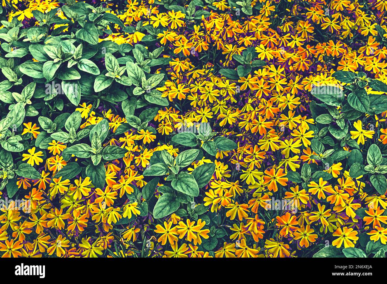 Mattiola di fiori di arancio giallo in verde con una sensazione di sole chiaro Foto Stock